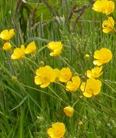 class_hedgehogs's tweet photo. What wildflowers can you recognise and name?  Here is one to get you started.   Buttercups: small, shiny, bright yellow flowers that usually have 5 petals.  They bloom in April or May and last all summer.  See if you can spot them when you are out and about. https://t.co/2WFXrHYQDQ