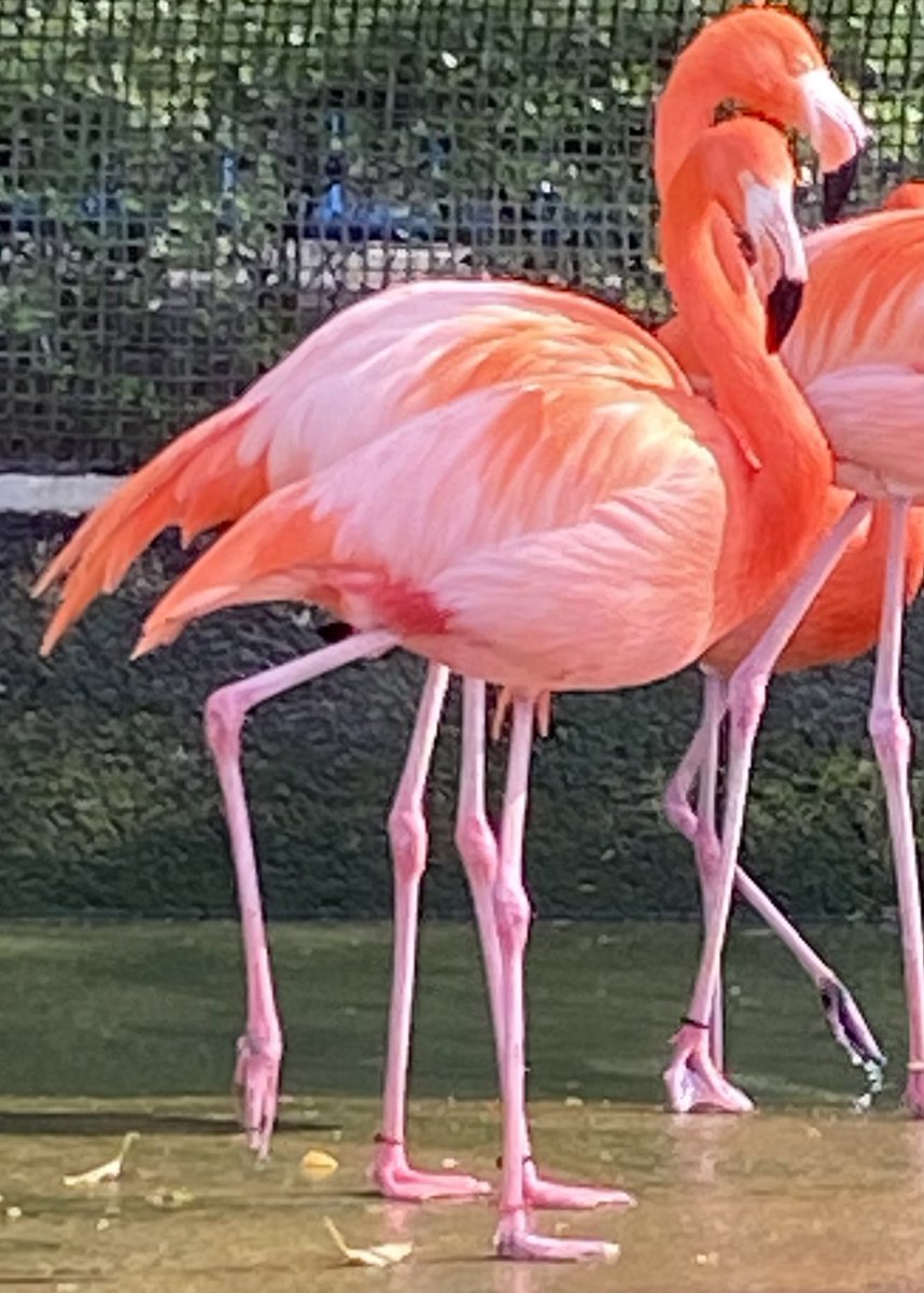 千葉市動物公園には13羽のベニイロフラミンゴが暮らしています