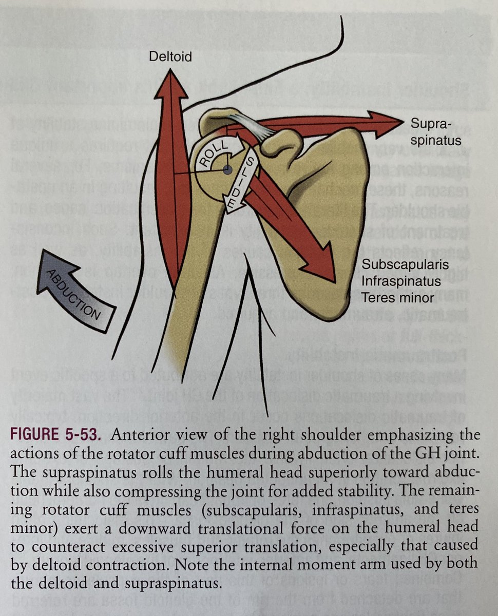 Figure from textbook "Kinesiology of the Musculoskeletal System". Movement is more complex than this, but this figure demonstrates the basic principles of this type of joint.  #KungFu #WingTsun #MartialArts #ZhongXinDao #ZXD_ILC #Iliqchuan #Balance