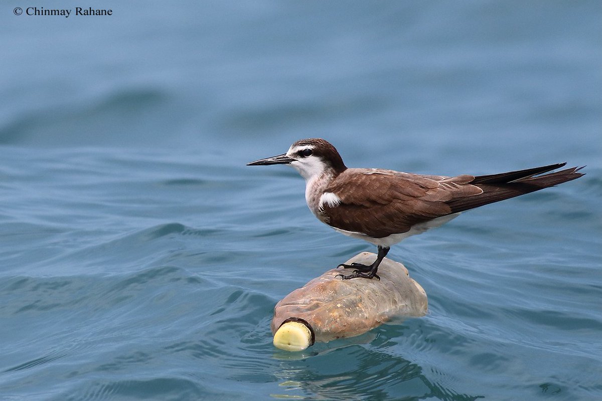 crahane09's tweet photo. A Bridled Tern on a water bottle. This was taken 40km off shore in the Arabian sea. The state of our oceans... #PlasticPoisons #plasticpoison #birds #birding https://t.co/M4mGGyBOZ7