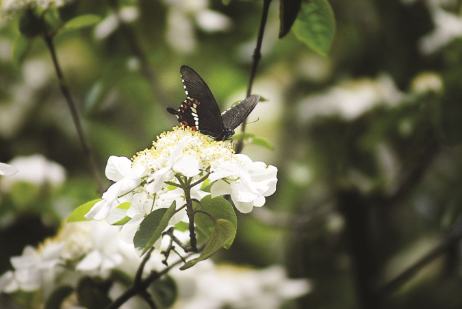 Kunshan_China's tweet photo. I would recognize #Kunshan as a flower paradise: Every April, the flowers flutter like butterflies in the warm spring breeze, whereas the floral aroma runs into your nose and touches your heart softly. #KunshanInSpring https://t.co/20NdBw23oG