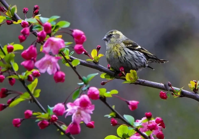 Kunshan_China's tweet photo. I would recognize #Kunshan as a flower paradise: Every April, the flowers flutter like butterflies in the warm spring breeze, whereas the floral aroma runs into your nose and touches your heart softly. #KunshanInSpring https://t.co/20NdBw23oG