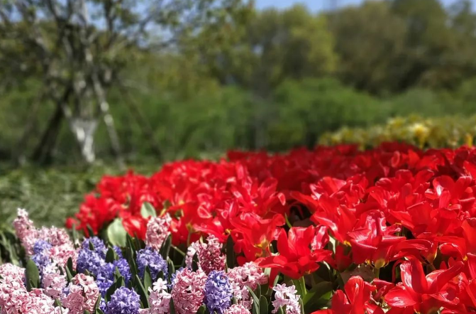 Kunshan_China's tweet photo. I would recognize #Kunshan as a flower paradise: Every April, the flowers flutter like butterflies in the warm spring breeze, whereas the floral aroma runs into your nose and touches your heart softly. #KunshanInSpring https://t.co/20NdBw23oG