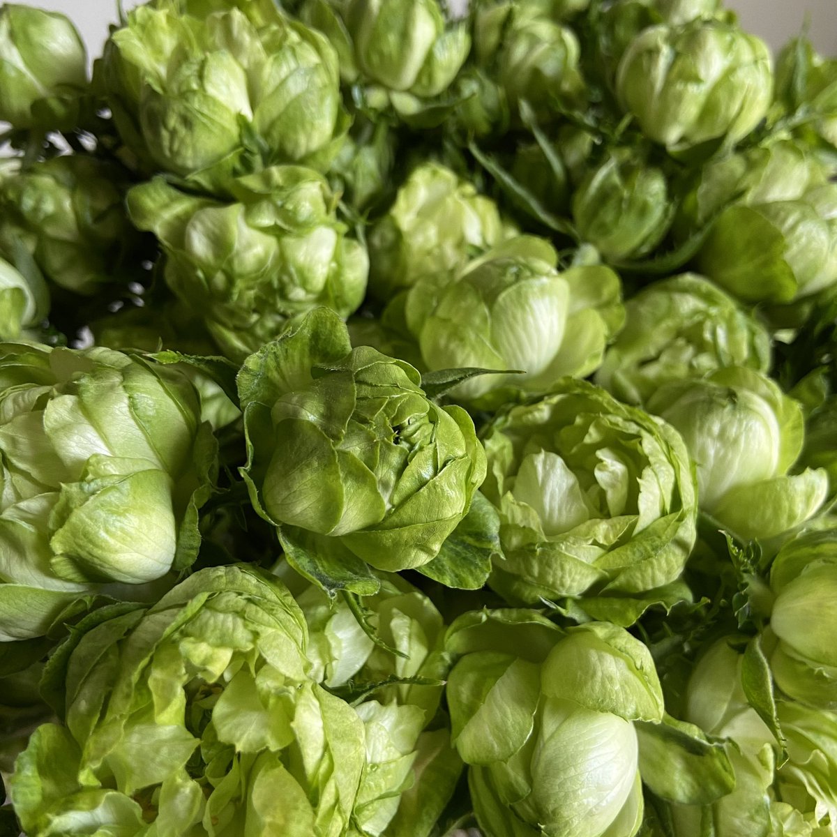 オリエンタルエクレール