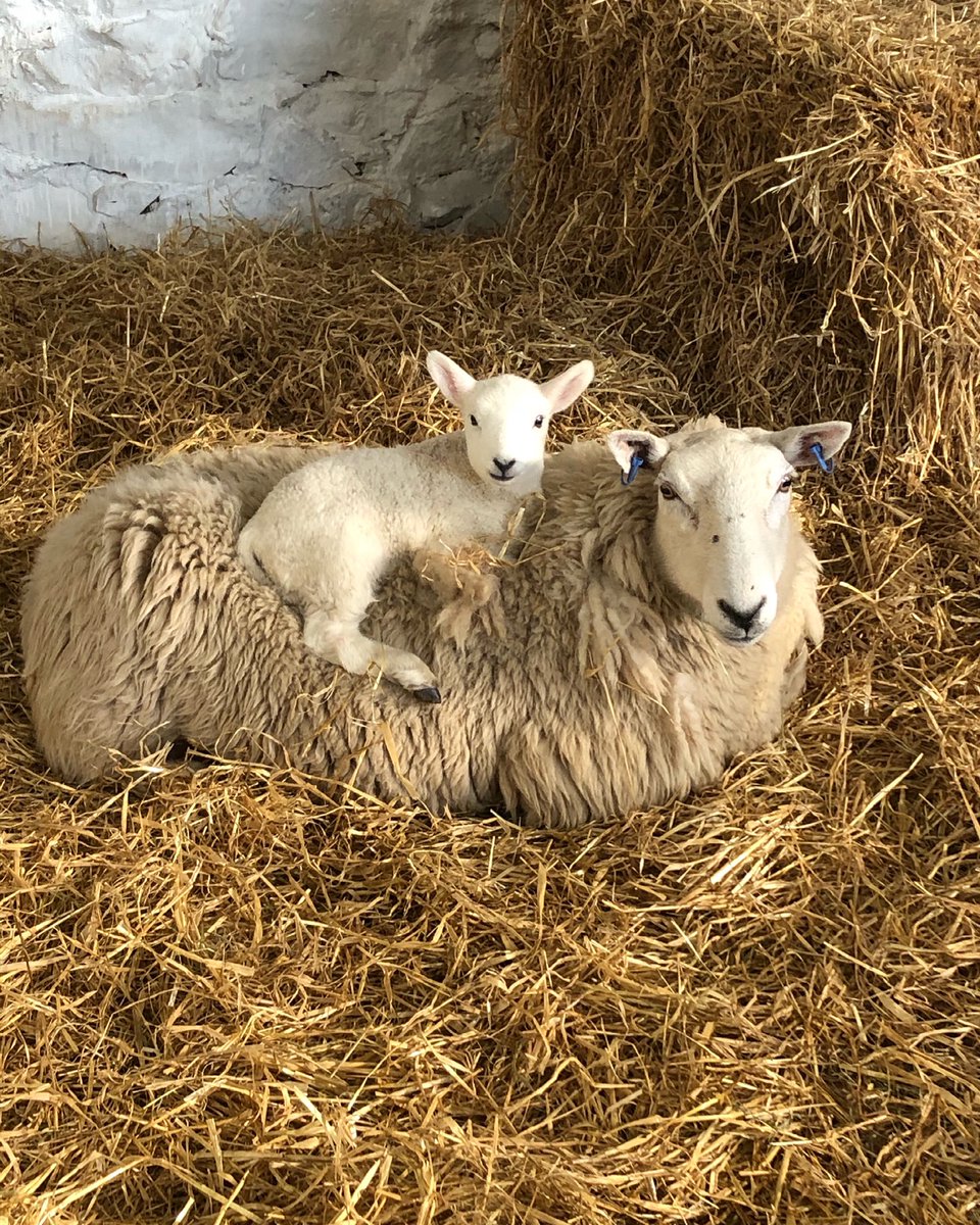 Super cute wee lambie with the best seat in the house!! Isle of Canna Farm lambing season has started so soon our fields will be full of little lambs. #lambing2021 #isleofcannafarm #cannacampsite #cheviots #visitsmallisles #sheep #lamb #scottishfarming #croftinglife