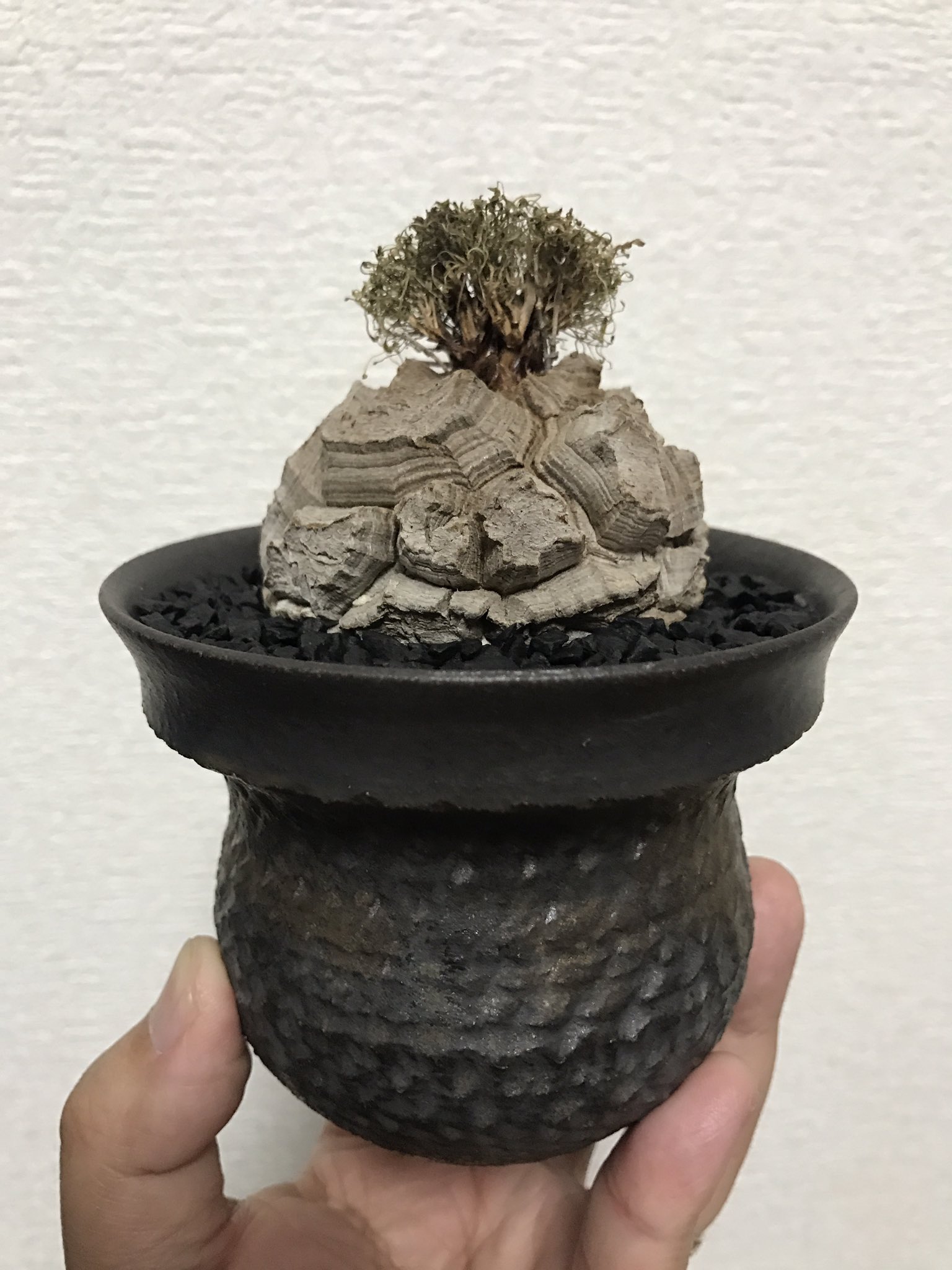 亀甲竜【OGUCHIさん専用】(ゴツゴツした双頭タイプ) Wataru@植物Life 4年目 on X: