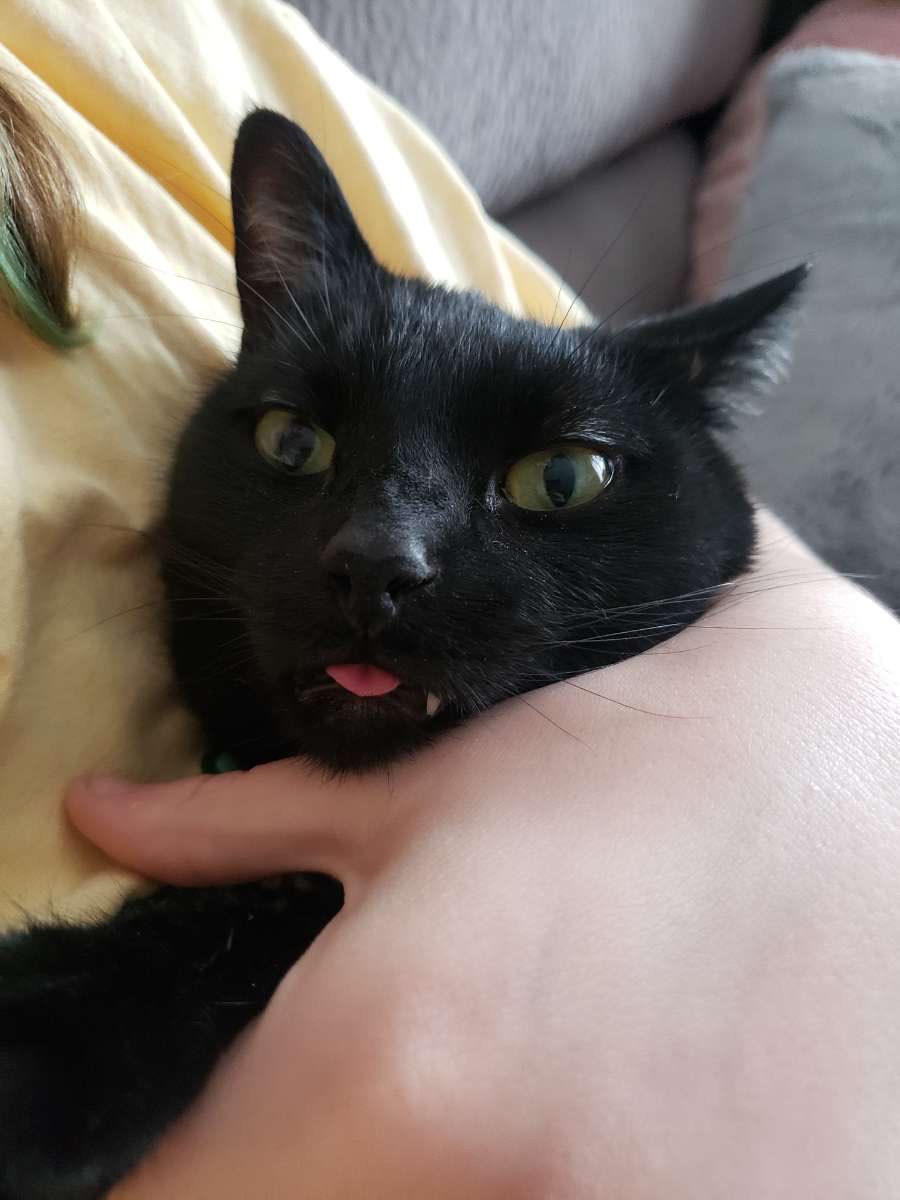 look at this stupid cat. i love him to the point where i hate him immensely. fkn tongue and one fang out lil idiot. i’m gonna tuck you in and give u a lil kiss on the mouth u fkn bitch https://t.co/C8edDMIF9g