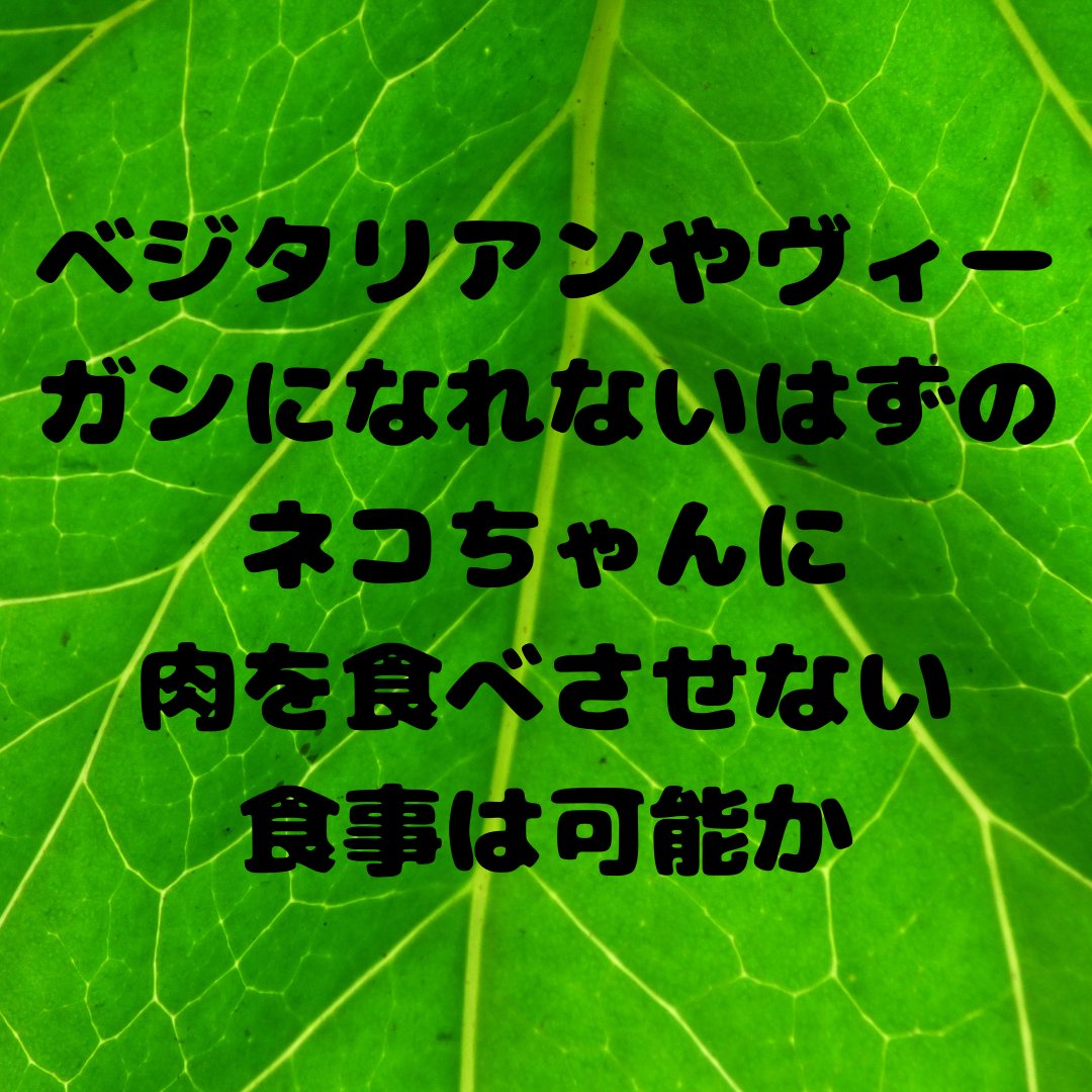 Dog And Cat Homemade 手作り食レシピ ベジタリアンやヴィーガンになれないはずのネコちゃんに 肉を食べさせない食事は可能か 犬 Dog 猫 Cat 手作りごはん 手作りご飯 手作り食 猫好きさんと繋がりたい 犬好きさんと繋がりたい 手作り