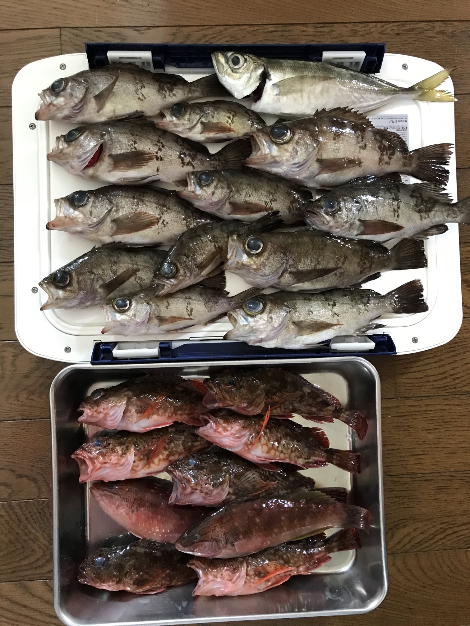 Haru 今日は金沢八景の一之瀬丸さんで半日のメバル釣り 半日でこれだけ遊べれば大満足 隣のベテランさんはメバルをこのほぼ倍釣ってた 奥深いな 私の釣果 メバル12 カサゴ7 ベラ2 アジ1 自作仕掛け 方向性は合ってるみたい 今夜は煮付け祭り