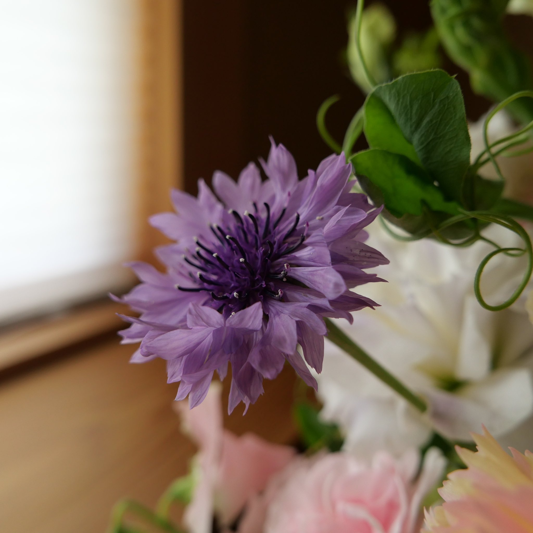 サチ お誕生日祝いのお花 今回も海老名 寒川町等 地元のお花を使わせていただきました 一輪いちりんが元気いっぱい 良い香りも楽しめます ご注文ありがとうございました Fukuroda工舎 海老名 地産地消 店のない花屋 花屋 フラワー