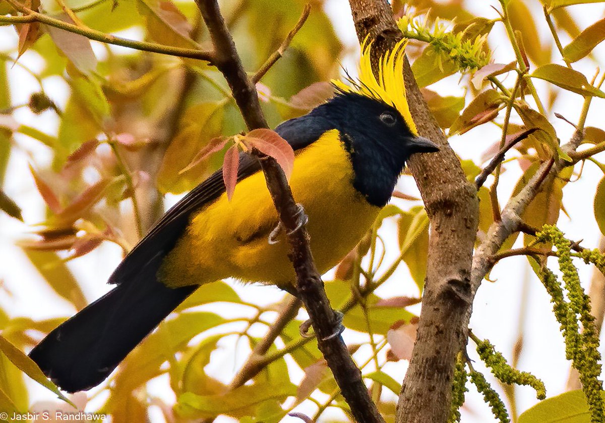 jasbirsrandhawa's tweet photo. Sultan Tit (Melanochlora sultanea)
Pakyong, East Sikkim on 27.03.2021

#PunkBirds @greenroofsuk #BirdsSeenIn2021 #IndiAves @IndiAves #BBCWildlifePOTD @Avibase @orientbirdclub @Team_eBird @birdcountindia @MacaulayLibrary @BirdLife_Asia @cbcchandigarh https://t.co/4dgj0G1RVQ