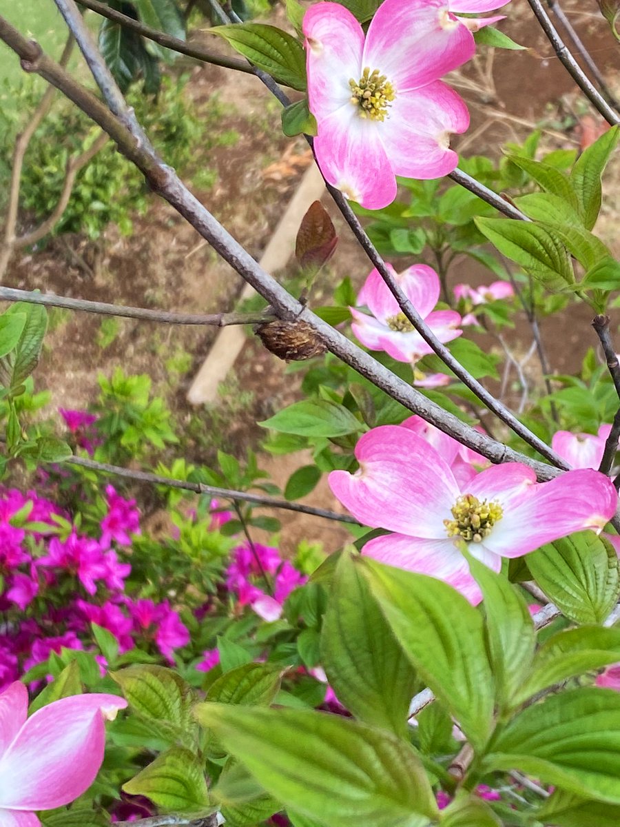 春爛 ハナミズキも山ツツジも咲いたけどカマキリの卵はまだ孵化しない まだ少し寒いからかな カマキリの子達見れるといいなぁ