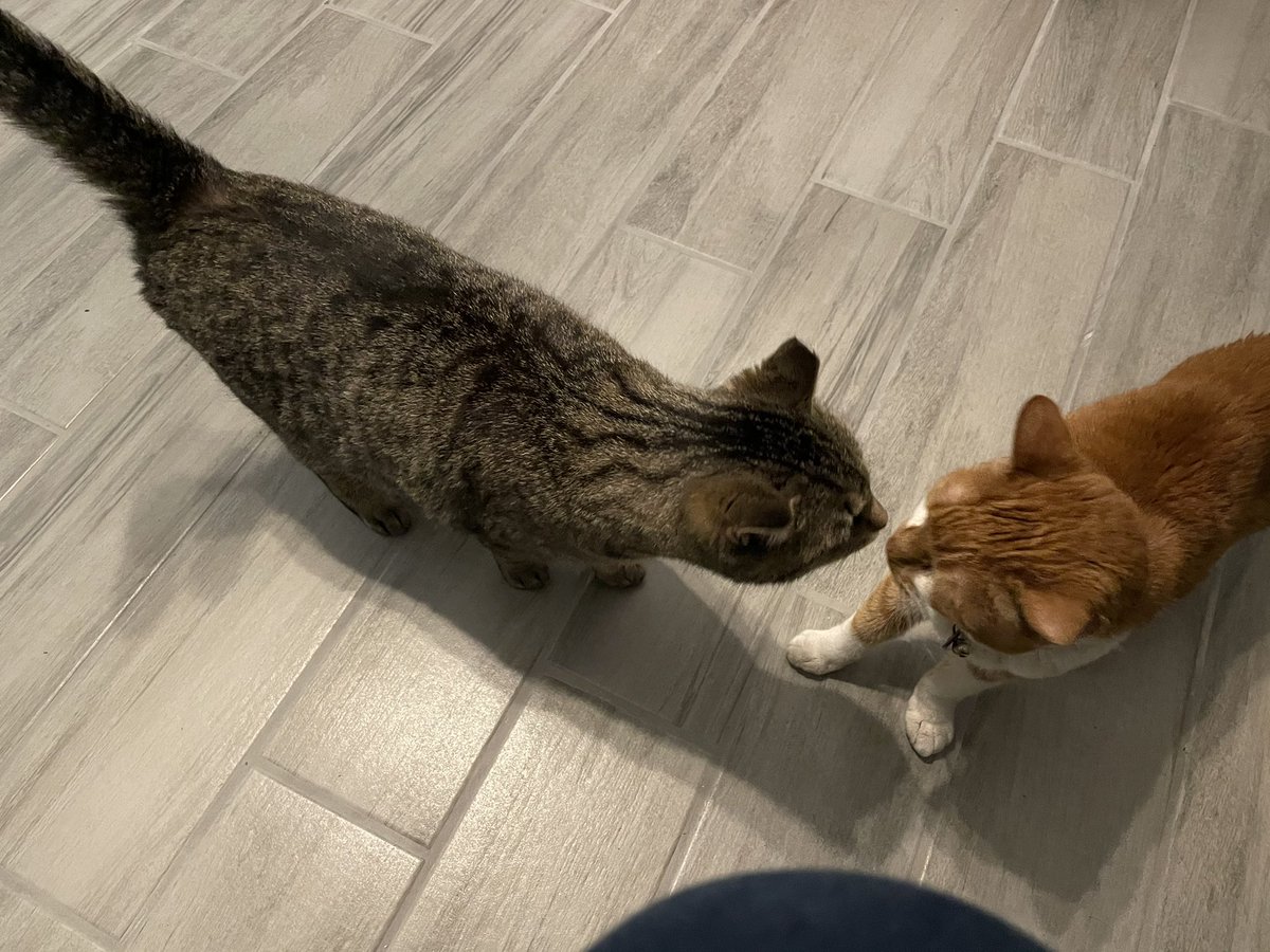 dcrazed1's tweet photo. Purr Spots: “Nice to meet you ma’am I understand this whole place is actually yours....” @StrayLiotta #StrayStrong @livingroomlions #PowerfulFriends https://t.co/UmDSx9wPES