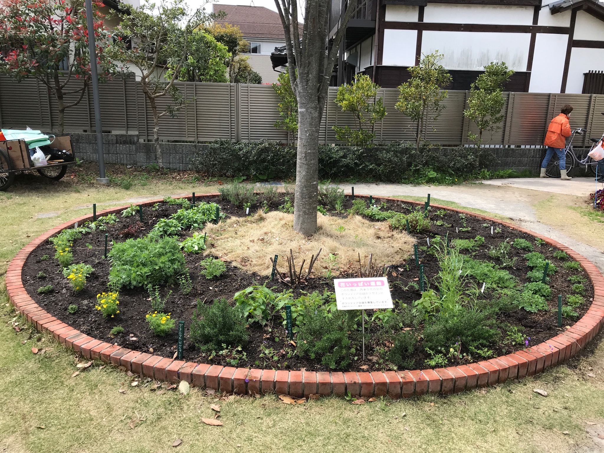 西東京花の会 ハーブガーデン 4月2日 けやき公園円形花壇に新しい苗を植栽しました 2週間たって元気に成長中です T Co Bxf4uaegup Twitter