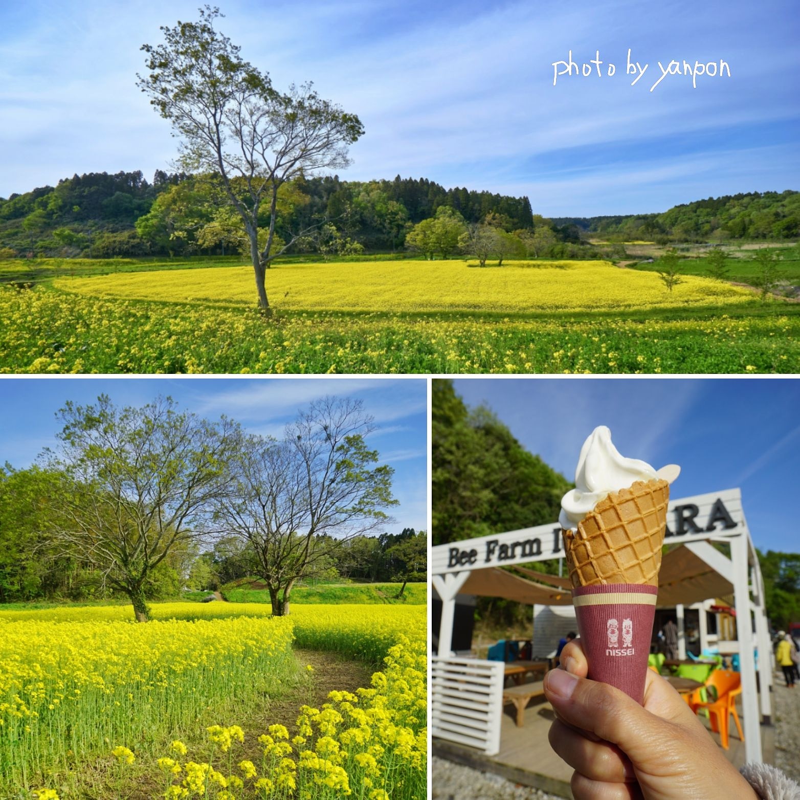 房総でハワイ気分 市原市 市原みつばち牧場 はちみつソフトと菜の花畑 山間に圧倒的な菜の花畑 美味しいソフトクリームと新しい絶景ポイント誕生である 撮影 房総の絶景 房総 千葉 絶景 市原市 ワンドロップファーム 菜の花畑
