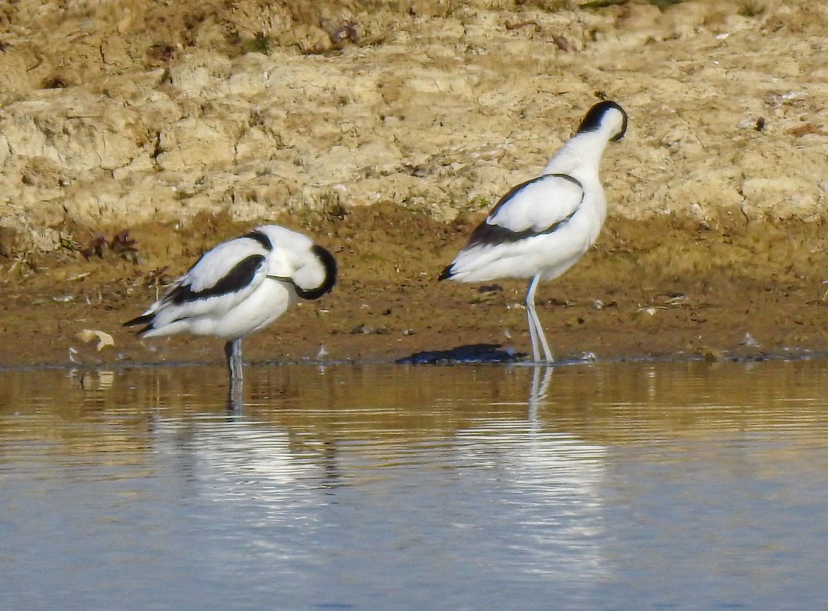 5.30am visit to <a href="/RutlandWaterNR/">Rutland Water Nature Reserve</a> I went to every hide! Zoomed over to Lagoon 3 from Mallard on @Lufbrabirder promise of barred tailed godwits. Godwits gone. Nice to meet Steve though (he lives up to his name) 🙂
@LROSbirds <a href="/rutlandonline/">rutlandonline</a>