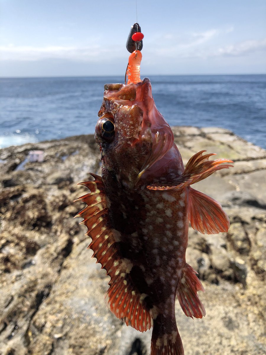 Motch 南伊豆 入間 磯 磯釣り 入間 伊豆 南伊豆 ロックフィッシュ 沖磯 フカセ メジナ 美沢丸