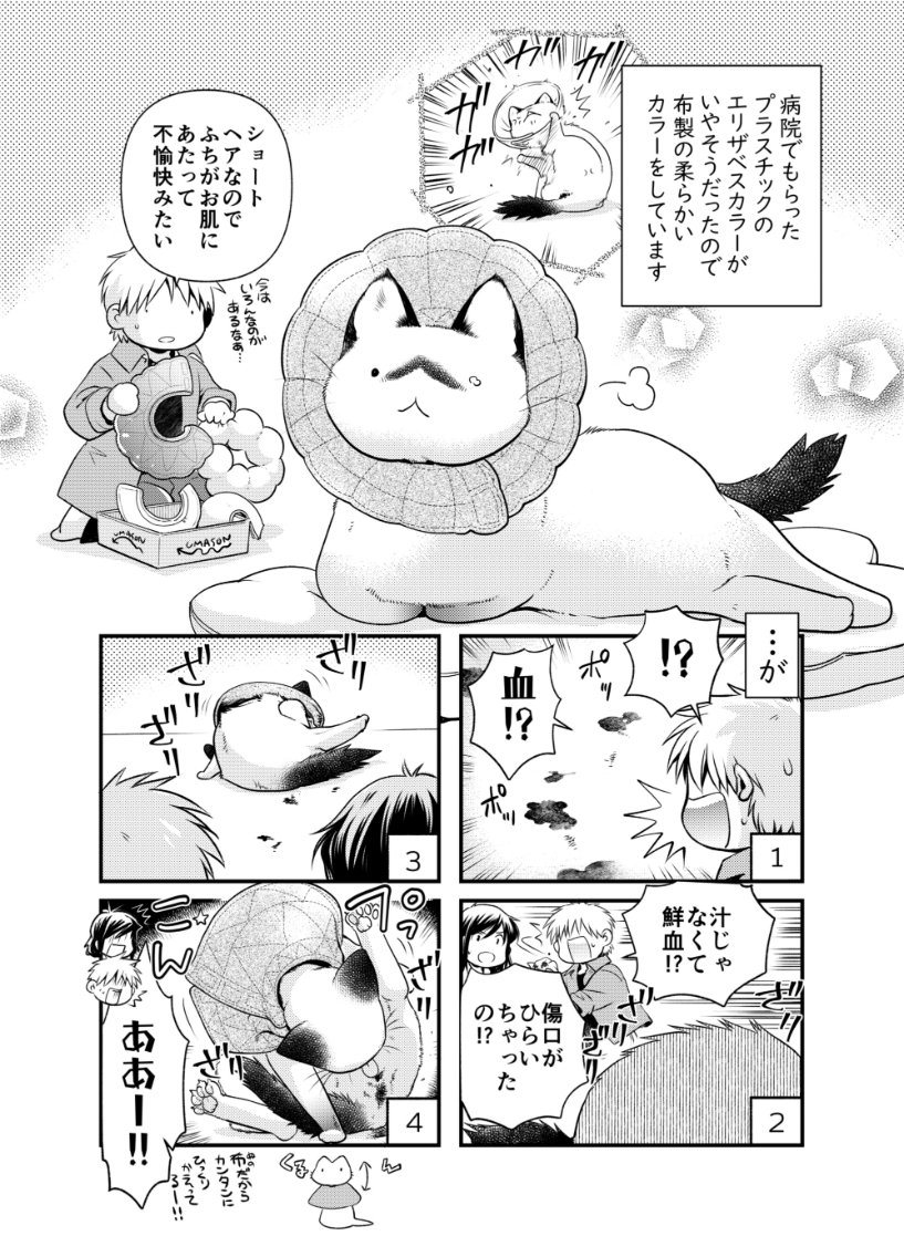 4月16発売の雑誌『ねことも6月号』に「ちたにゃんがきた!」最新話と猫写メ企画でちったん&保護した猫たちの写真とインタビューを載せてもらっています(*'▽`*)✨
どうぞよろしくお願いいたします～! 