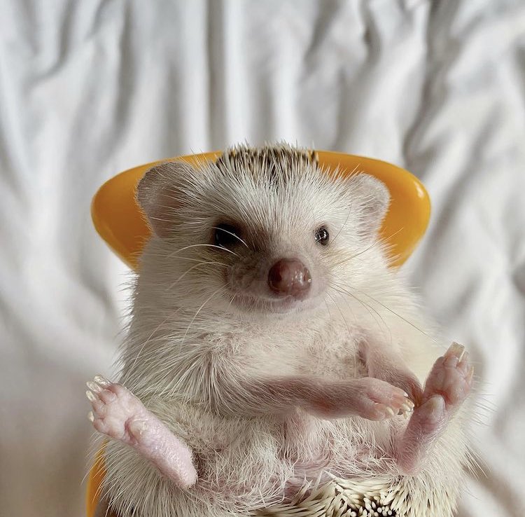 daily__hedgehog's tweet photo. Friday 16th April, 2021 https://t.co/XQPkWyxRfU