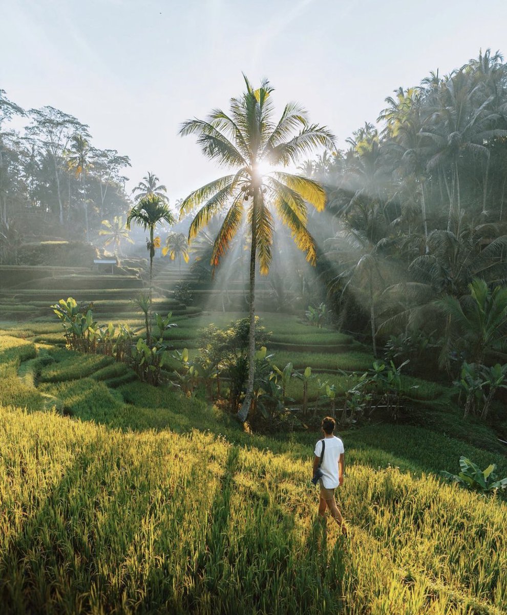 opimaetropics's tweet photo. Jungle wake up calls 🌴 https://t.co/fgxPD3OjqC