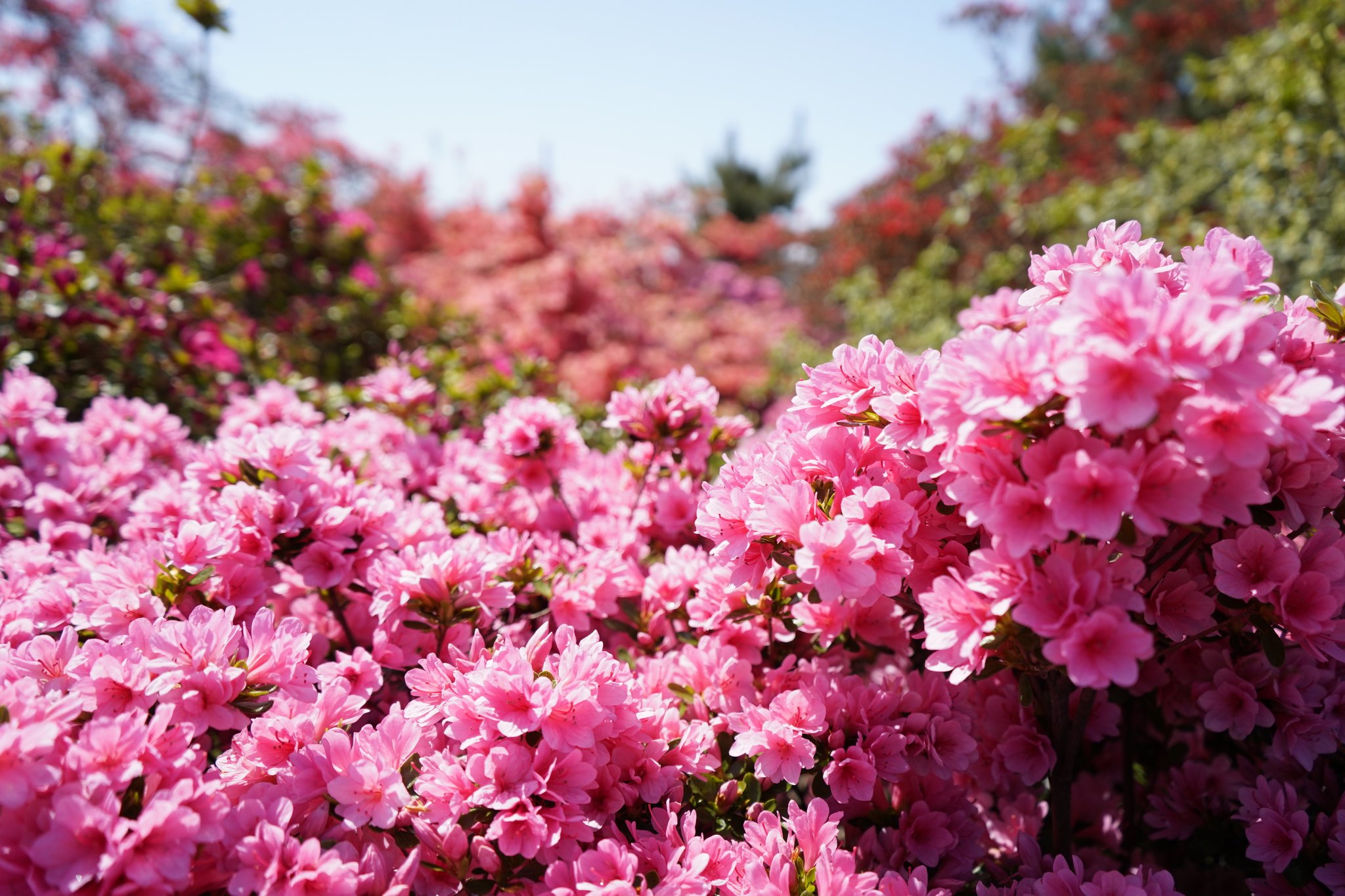 館林市 つつじが岡公園のつつじが見ごろを迎えています 種類によっては今が満開のものも つつじまつり期間中の開花状況はつつじが岡公園サイトで毎日更新中です T Co Tt7rrngrle