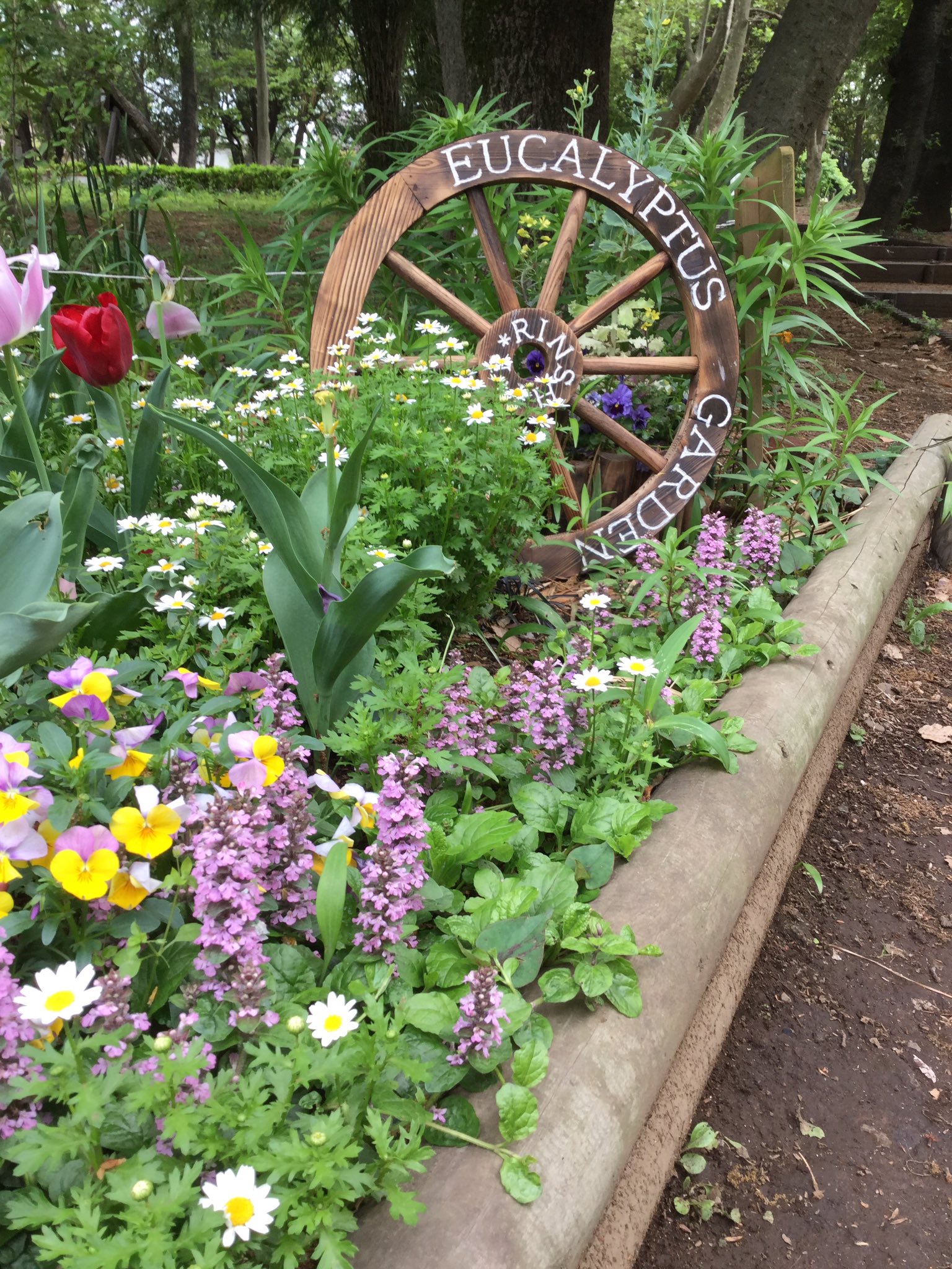 都立林試の森公園 林試の森公園情報 今年のユーカリ花壇は一皮剥けました 春盛り ユーカリ花壇 ユーカリ花壇 T Co Uuuh1z4q3v Twitter