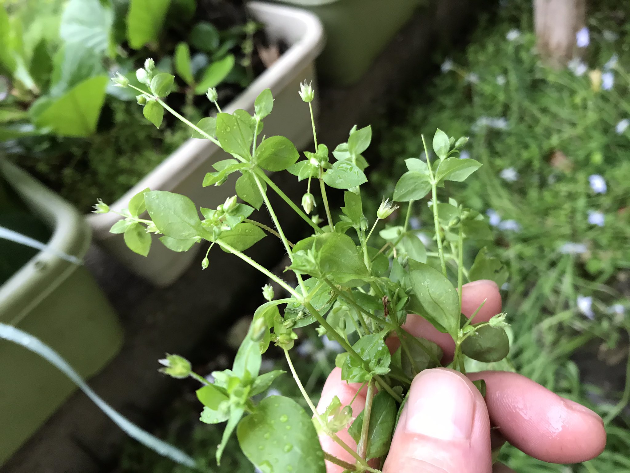 オキム 雑草のおおい茂った裏庭からインコさん の大好物 ハコベ を採取 もうミョウガの芽が顔を覗かせています T Co Qlzw4vc8mx Twitter オキム 雑草のおおい茂った裏庭からインコさん の大好物 ハコベ を採取 もうミョウガの芽が顔を覗かせています T Co Qlzw4vc8mx Twitter