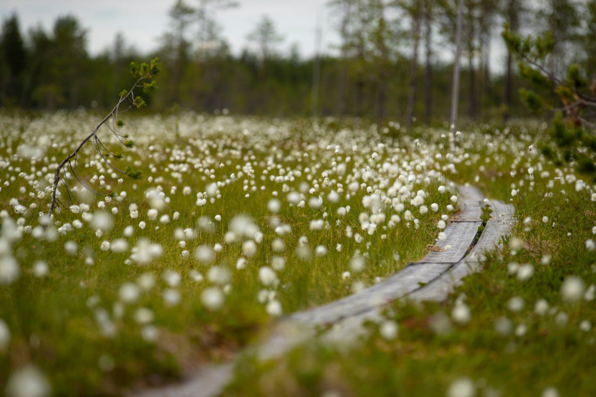Mikä alueella houkuttelee? JobBoost-hankkeessa selvitetään alueen elinvoiman taustatekijöitä. Vastaa kyselyyn ja vaikuta! ⬇ Kyselyyn vastaaminen vie noin viisi minuuttia, kiitos ajastasi. 👐🏻
naturpolis.fi/fi/ajankohtais…