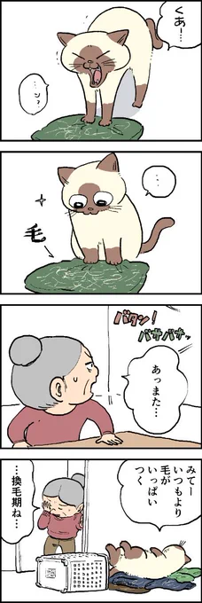 春は猫の換毛期ですね?抜け毛がいっぱいで大変なおばあちゃん?でもこの極意があれば……!第112話「抜け毛対策の極意」はこちらから⇒( )『猫のおふくちゃん』の最新話は毎週金曜日に連載中!#猫のおふくちゃんもっと読む 