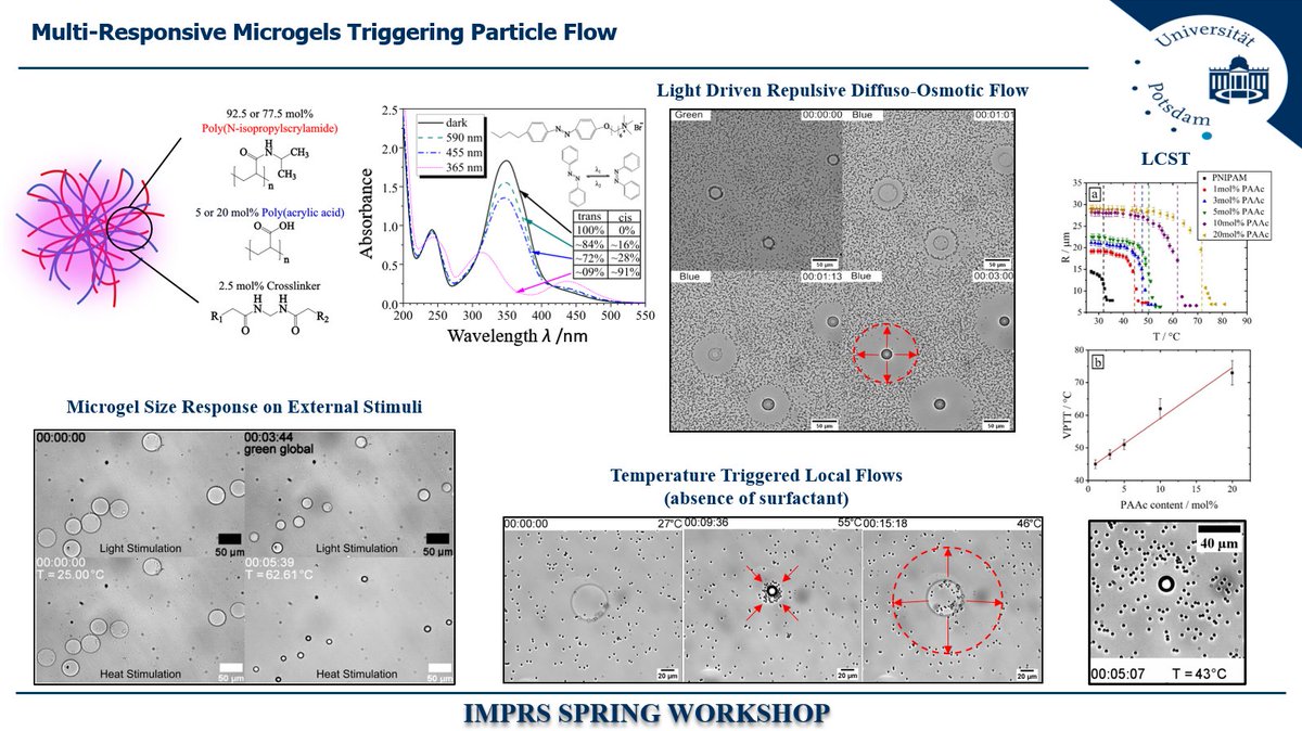 SanterLab's tweet image. Interesting talks offered by the doctoral students of our group from @unipotsdam, @anjali_smp and @akrym12  on the @MpiciPotsdam @imprs_multi_bio Spring Workshop of 2021! #azobenzene #microgel #softmatter #Pseudomonas #putida #bacterialswimmers #softmatterphysics