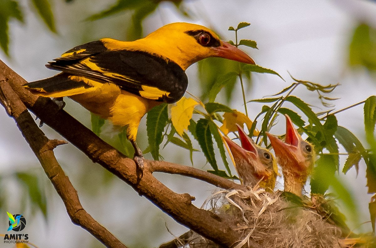 Golden Oriole - male #parentalcare

#birds #PhotoOfTheDay #birdphotography #BirdTwitter #IndiAves #NaturePhotography #birdsofindia #BirdsSeenIn2021 #beauty #naturelover #natgeo #nikonasia #avibase #birdsofafeather #birds_lover #bestbirdshots #indianbird #nature