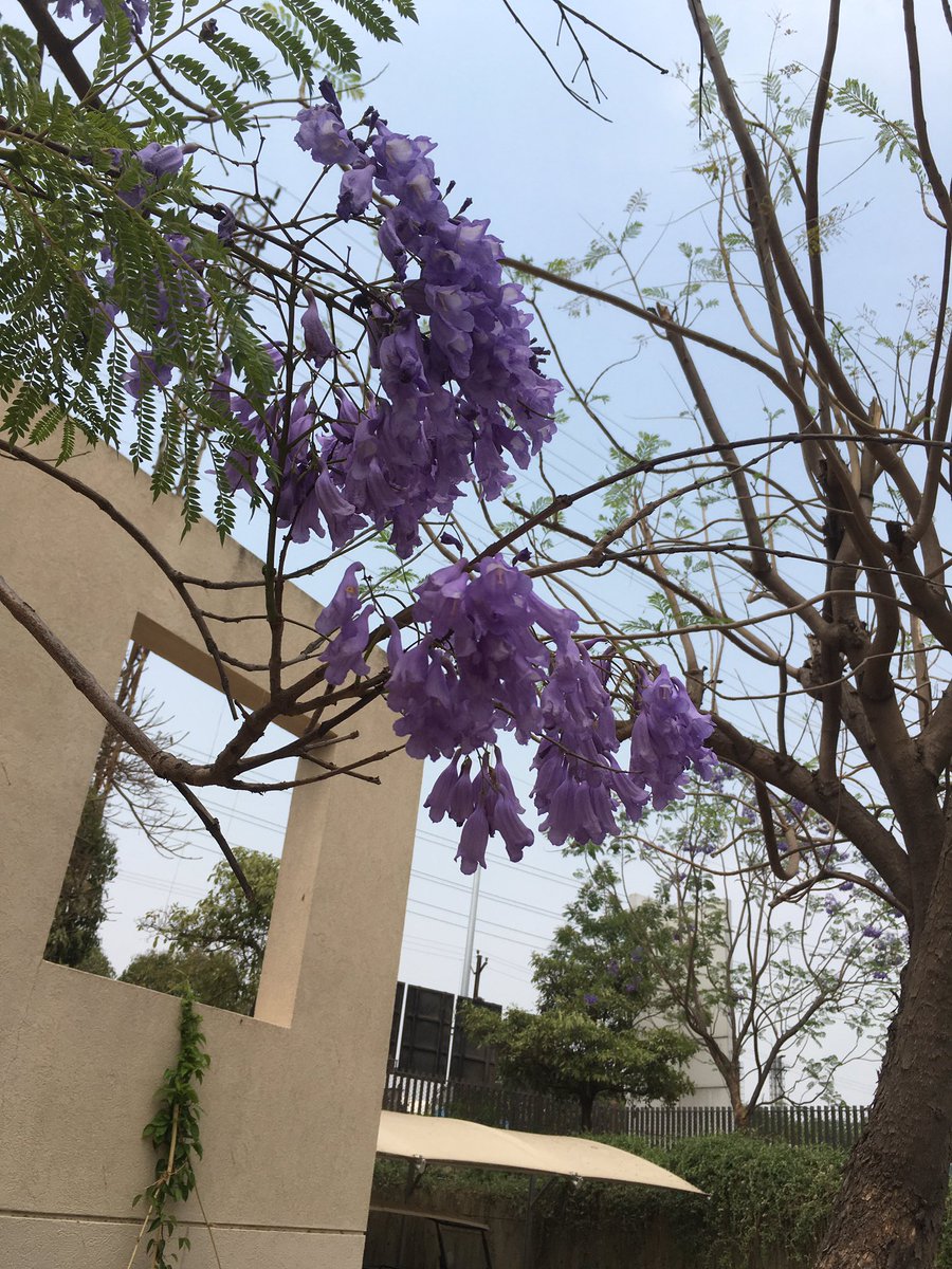 klalithk's tweet photo. #spring #purple #memories https://t.co/hfH4ayl8zk