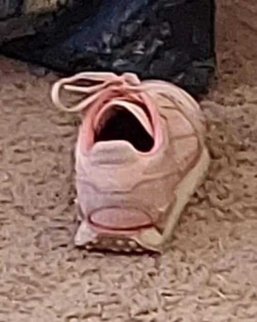 BleachingAgent's tweet image. 