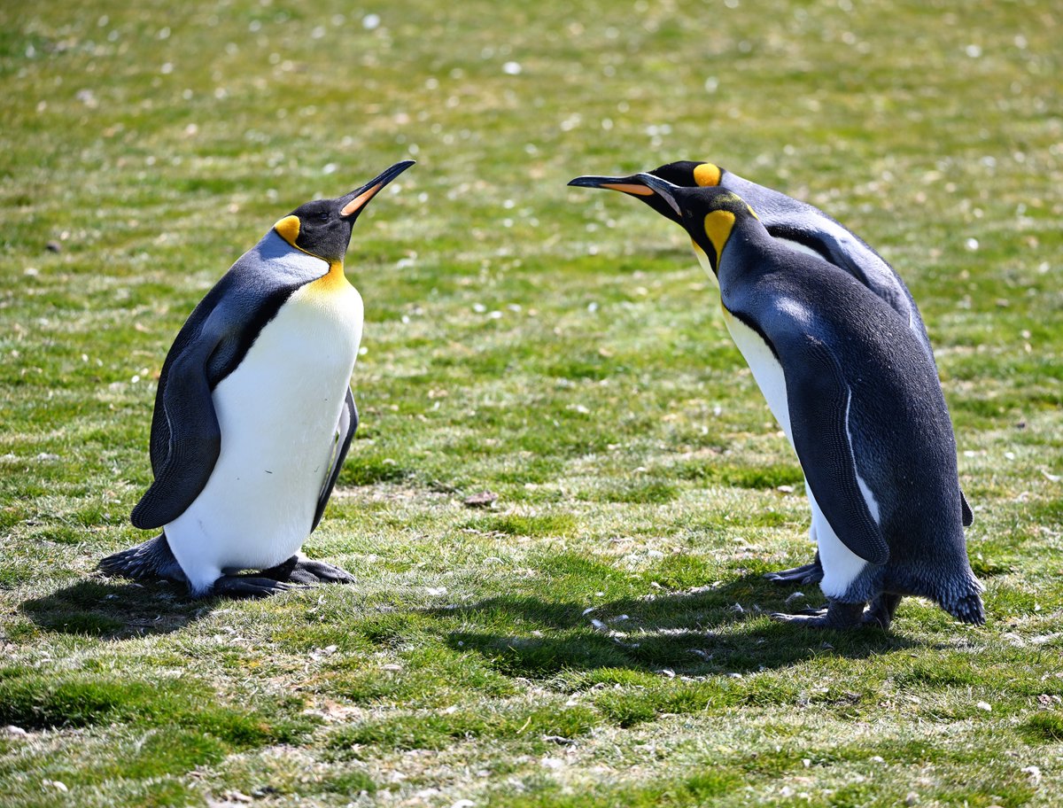 kelper60's tweet photo. #falklands #kingpenguins #tellingoff think the two #Kings are telling the #king that is lying down to get up...#volunteerpoint a day in the life a #kingpenguin https://t.co/JIPOSpNq0e