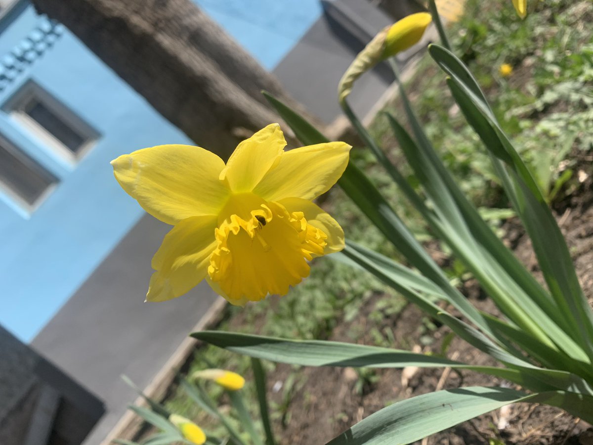 Во дворе дома 9 по улице Дачной распустились первые цветы🌼!
Самые активные жители уже начали благоустраивать свои газоны на придомовых территориях 🏡.
#Ленинский12 #Ленинскийрайон #Самара 
<a href="/adm_Len/">Администрация Ленинского внутригородского района</a>