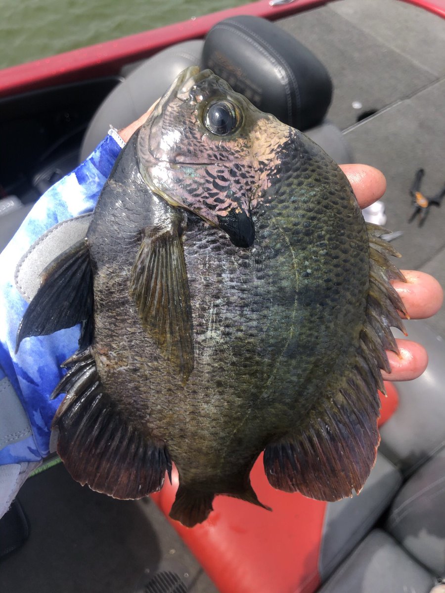 PSbassguide's tweet photo. A mess of bluegills. My wife caught most of these for the record since I baiting her hook like a good Capt. #psbassguidefl #baitorator #bigtoho https://t.co/FA0nmUUI9H