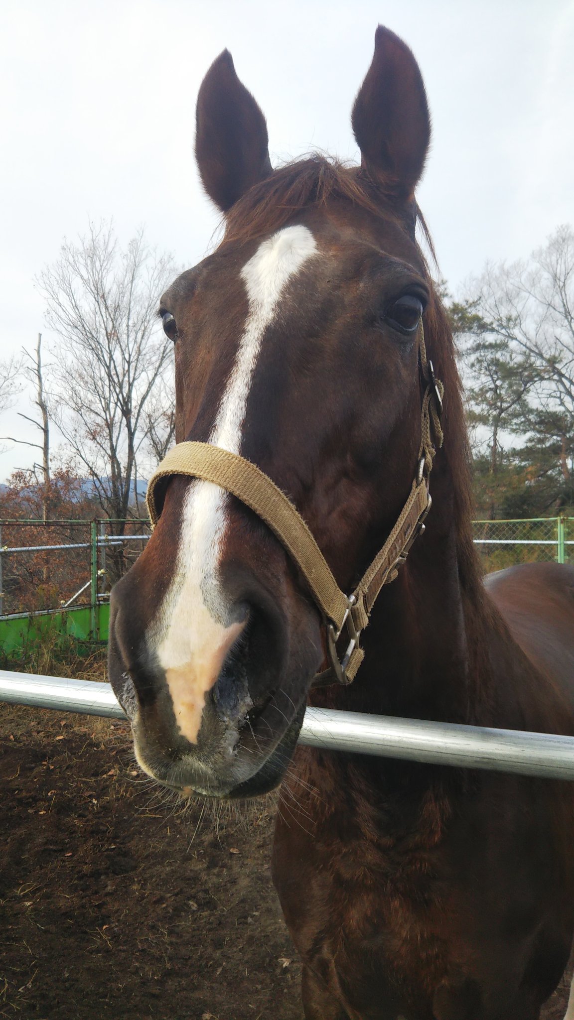 広島大学馬術部 Twitterren 馬紹介 ボストン セン馬 去勢したオス馬 歳 おじいちゃん 元々競馬で障害重賞を2勝して獲得賞金1億円越えの割りとすごい馬 恐らく広大一やんちゃな馬 障害飛越が得意ですが パワーがありすぎて部員には少々もて余し気味 春 広島大学馬術部 Twitterren 馬紹介 ボストン セン馬 去勢したオス馬 歳 おじいちゃん 元々競馬で障害重賞を2勝して獲得賞金1億円越えの割りとすごい馬 恐らく広大一やんちゃな馬 障害飛越が得意ですが パワーがありすぎて部員には少々もて余し気味 春