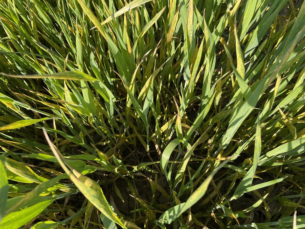 Matthieu Killmayer tweet media