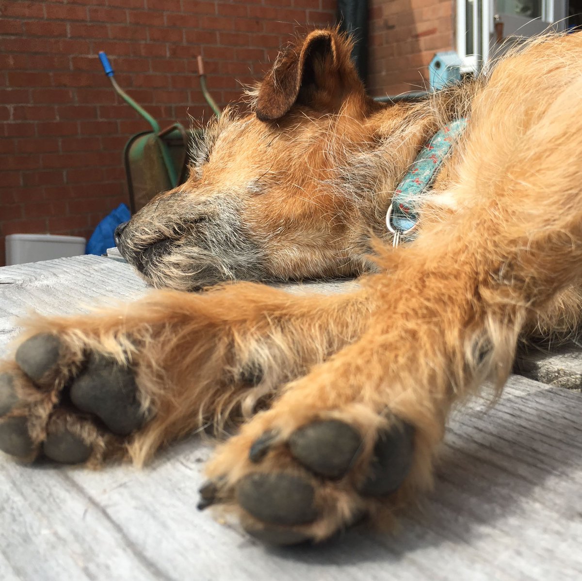 MOHO_Mutt's tweet photo. My #MOHOmusing
These are the paws of a terrier. Built for digging -
#PerformanceCapcity
But I’d rather lie in the sun and not get told off - #Interests #Values #Environment
Remember #PerformanceCapacity does not correlate with #OccupationalCompetance #OccupationalTherapy https://t.co/GvhBCfXCLF
