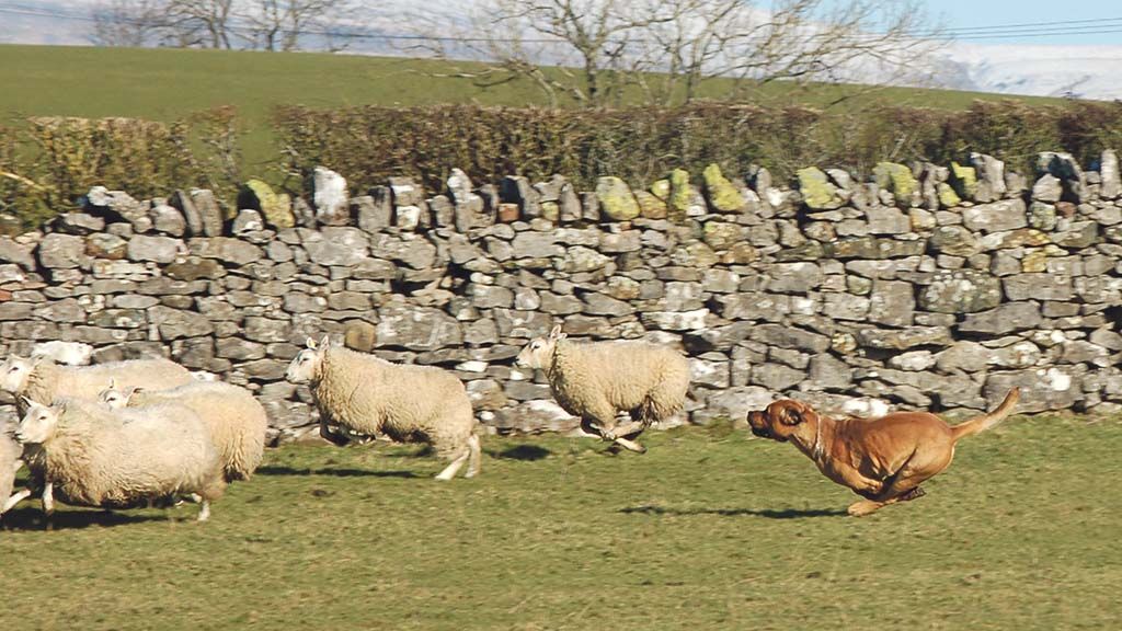 ‼️ DOG ATTACKS ‼️

Police dealt with more than 1,100 incidents of sheep worrying in 2020, up from 800 in 2019, with some forces called out to multiple attacks each week. 

This is another shocking reminder to KEEP YOUR DOG ON A LEAD.

buff.ly/3mRDl96

#TakeTheLead