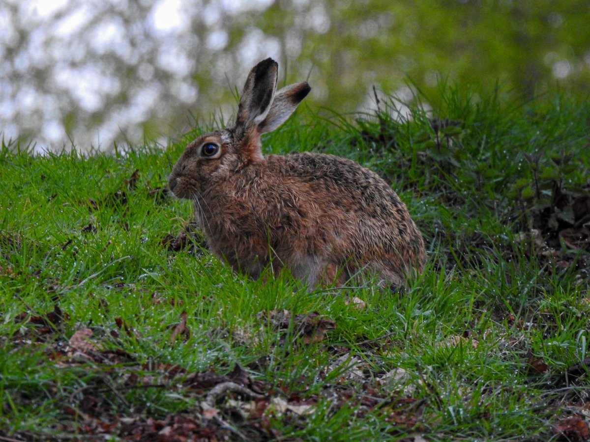 Final pics from <a href="/RutlandWaterNR/">Rutland Water Nature Reserve</a> - greylag geese and a very obliging (presumably petrified) #hare
@LROSbirds <a href="/LeicsWildlife/">Leicestershire & Rutland Wildlife Trust</a> <a href="/rutlandonline/">rutlandonline</a>