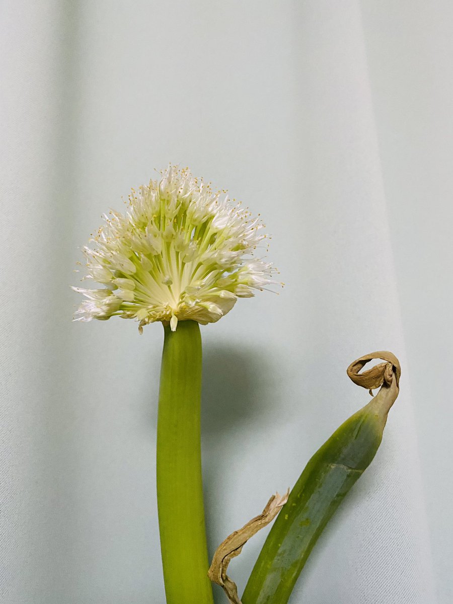 はち Boothまんぷくアートスタジオグッズ販売中 ネギをキッチンに置いていたら花が咲きました