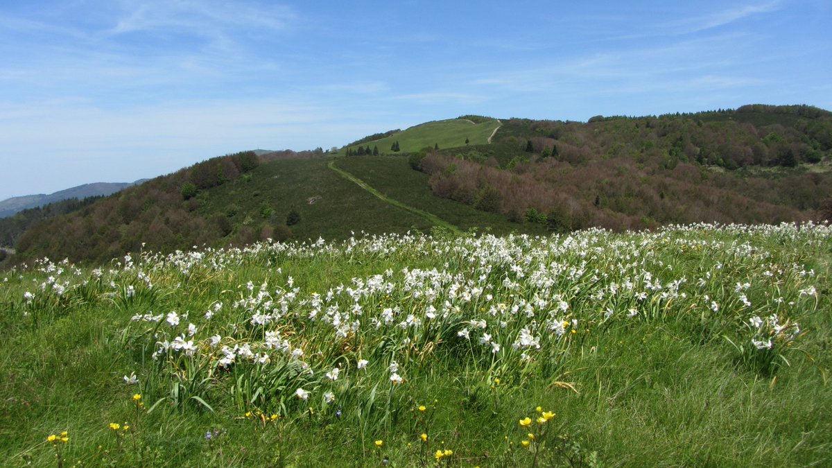 VecchieVie's tweet photo. Trekking #Pratomagno. Bellissima escursione alla scoperta del crinale del Pratomagno. Punto di partenza il parcheggio Pian dei Lavacchi ed arrivo alla #croce del Pratomagno. https://t.co/W0vHkgTiZd
