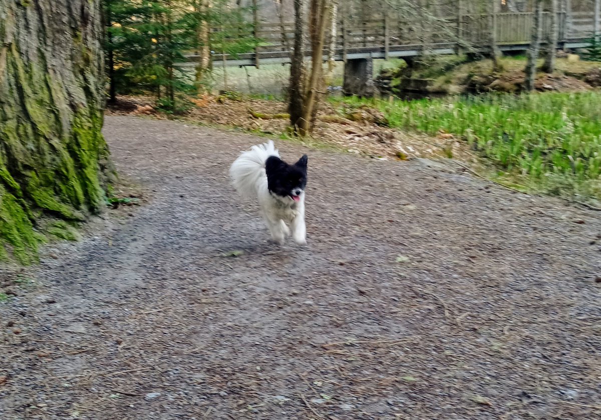 Mrs L's big birthday today! Up at silly o'clock for a run and breakfast in the woods. Great start to the day.