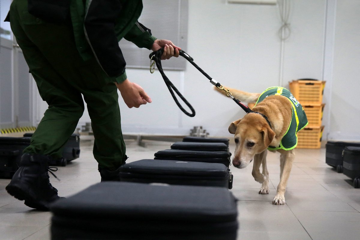 Собака приходит на помощь. Лабрадор служебная собака. Служебные собаки в аэропорту.