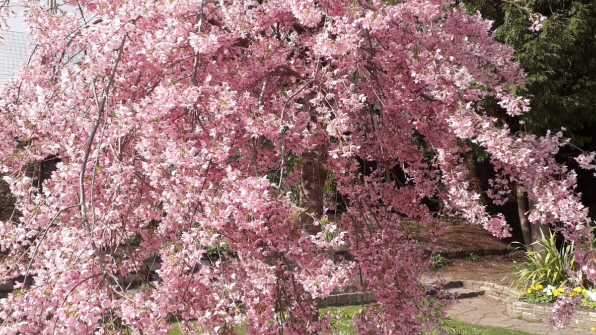 STMHospice's tweet image. Earlier this month we caught up with Wellbeing Assistants, Alicen and Paul, who have been hosting the newly launched Growing Together online nature group for Hospice patients and carers. 

Read more: bit.ly/3socWRw

#WellbeingProgramme #HospiceCare #NatureGroup