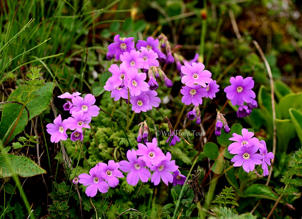 Primula blinii. Native to Sichuan and Yunnan, 3000-4500m. Its leaves are pinnately divided.