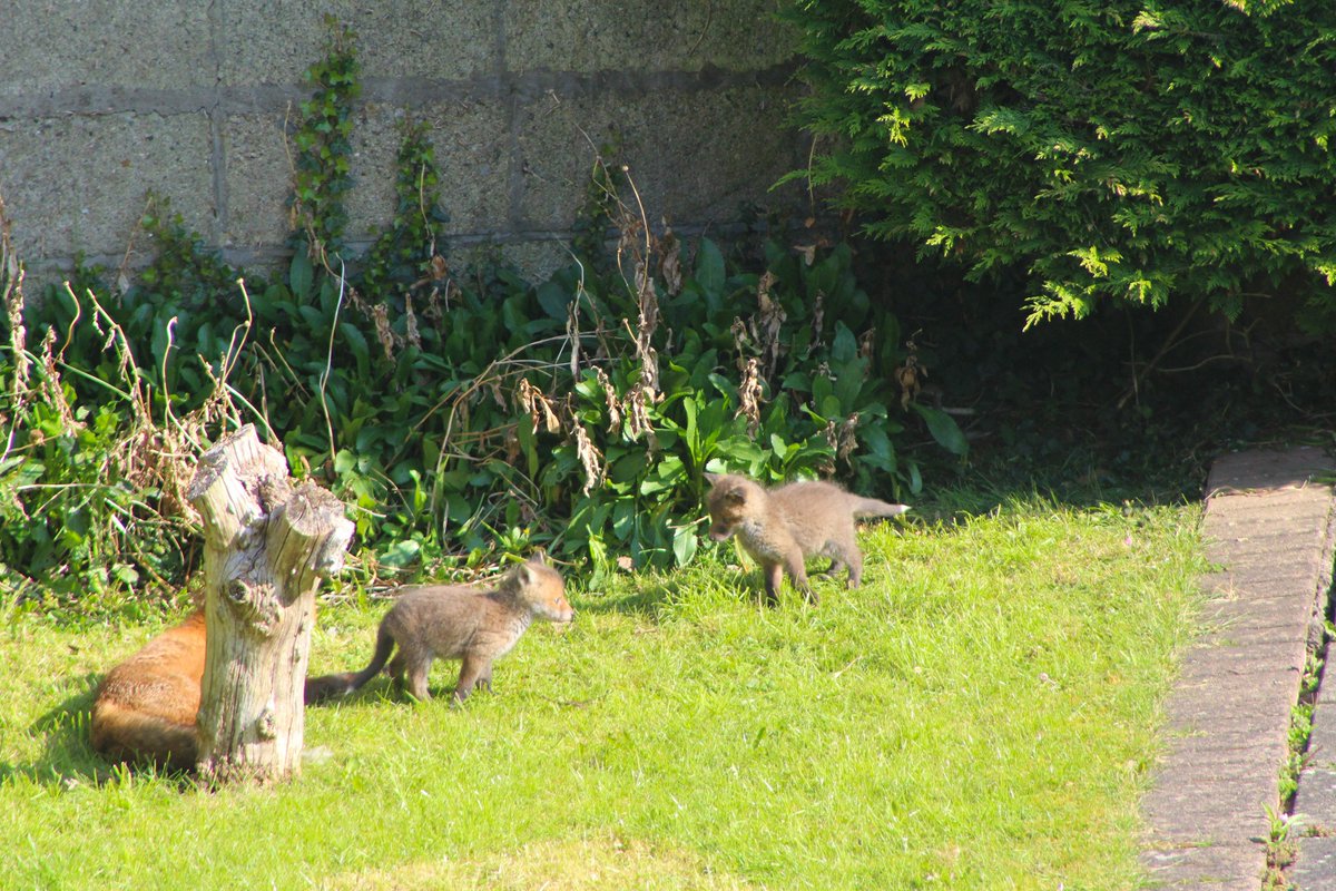 _DESIGNYARD's tweet photo. There has been a big trend in families getting four legged friends during lockdown... ๐ swipe right to see our new family! ๐ฆ We will try bring you some more snaps every now and then on their progress! #wildlife #fox #designyard #naturephotography @NatureRTE https://t.co/rWszN9SJUJ