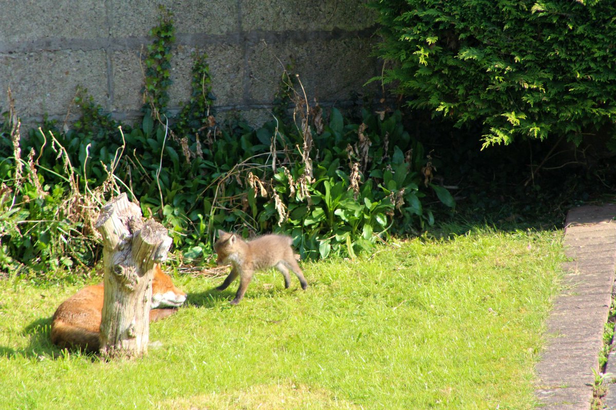 _DESIGNYARD's tweet photo. There has been a big trend in families getting four legged friends during lockdown... ๐ swipe right to see our new family! ๐ฆ We will try bring you some more snaps every now and then on their progress! #wildlife #fox #designyard #naturephotography @NatureRTE https://t.co/rWszN9SJUJ