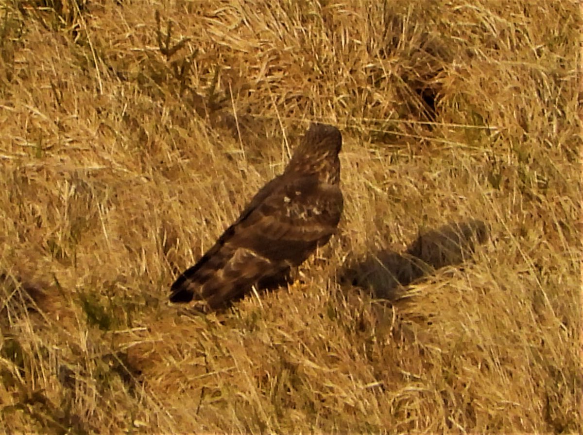 BirdsMatter_ie's tweet photo. Thanks to Kerry farmer Joseph Huggard who sent us these pictures of the Hen Harrier rodent control &amp; disposal system on his farm. 

❌The male controls 🐀 
❌The female disposes 🐀 

Its all free of charge. Now that's what we call service #FarmersFriend #HenHarrier https://t.co/O2ldxizOqx